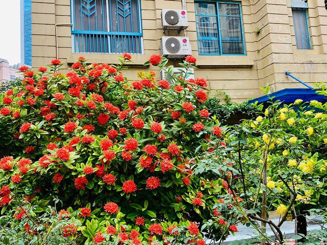 Trong đó, có rất nhiều chậu hoa, cây cảnh lớn đẹp mắt. Ảnh: FBNV.