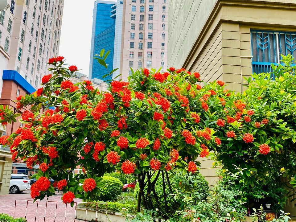 Những bông hoa bung nở, sai trĩu khiến không gian nhà danh hài Quang Tèo thêm lãng mạn. Ảnh: FBNV.