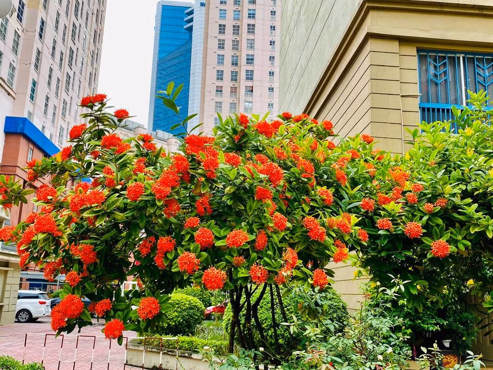 Những bông hoa bung nở, sai trĩu khiến không gian nhà danh hài Quang Tèo thêm lãng mạn. Ảnh: FBNV.