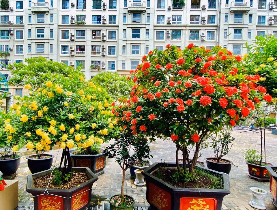 Đây là vườn cây cảnh nằm trước căn hộ hơn 7 tỷ mà NSƯT Quang Tèo mua từ năm 2016. Ảnh: FBNV.