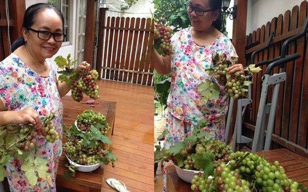 Căn nhà Hà Tăng xây tặng ba mẹ ruột ở quận Bình Thạnh (TP HCM) khu vườn xanh mướt rau quả sạch, sai trĩu trịt. Ảnh: FBNV.