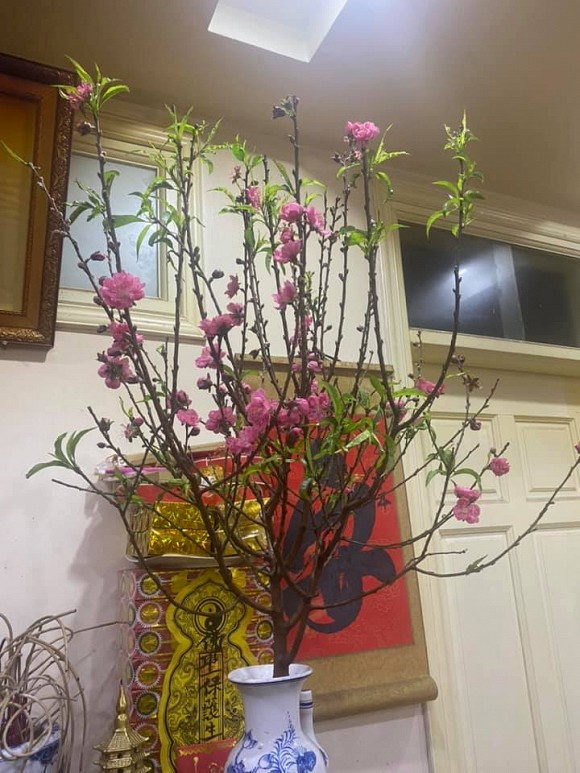 Bình hoa đào trang trí ngày Tết. Nguồn ảnh: FBNV.