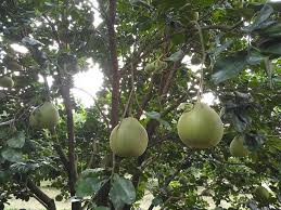 Còn tại Thái Lan, ông Phong cho biết, bưởi ruby loại 1 có giá bán 350 bath (tức khoảng 300.000 đồng/trái); bưởi loại 2 có giá 250.000 đồng/trái. Ảnh: Facebook.