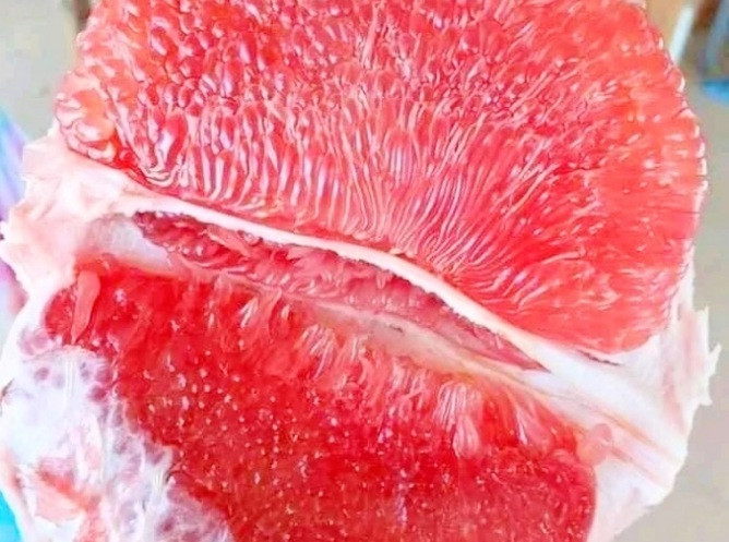 Sở NN-PTNT Vĩnh Long cũng đã báo cáo giống bưởi này về Cục trồng trọt (Bộ NN-PTNT), nhưng đến nay địa phương vẫn chưa nhận được ý kiến gì từ Cục. Ảnh: Nongnghiep Video: Độc: Cây bưởi diễn bonsai cổ thụ trăm triệu. Nguồn: VTC1