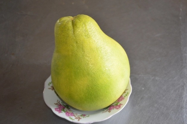 Tuy nhiên, trao đổi với PV. VietNamNet, Phó Giám đốc Sở NN-PTNT Vĩnh Long Nguyễn Văn Liêm cho hay, đây là giống bưởi chưa nằm trong danh mục giống cây trồng của Bộ NN-PTNT nên chưa được phép sản xuất, kinh doanh mua bán giống bưởi này. Ảnh: Nongnghiep