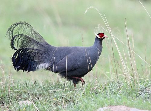 Gà lôi tai xanh (còn gọi Trĩ Tai Trắng) là giống gà cảnh có ngoại hình đẹp mắt, có kích thước khá lớn so với những con gà thông thường của nước ta. Ảnh: Vuonchimviet.