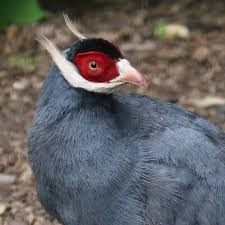 Điểm nổi của gà lôi tai xanh sở hữu bộ lông màu xanh xám lạ mắt. Mặt chúng màu đỏ và hai bên tai lại được che bởi các nhúm lông màu trắng rất bắt mắt. Ảnh: Animals.