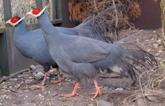 Hiện, giá của loại gà này khoảng 15 triệu đồng/cặp. Ảnh: Casters Fly Shop.