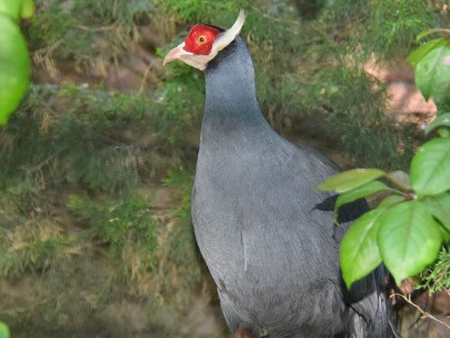 Với ngoại hình bắt mắt và tính cách thân thiện nên gà lôi tai xanh đang được nhiều người tìm mua về làm cảnh. Ảnh: Vuonchimviet.