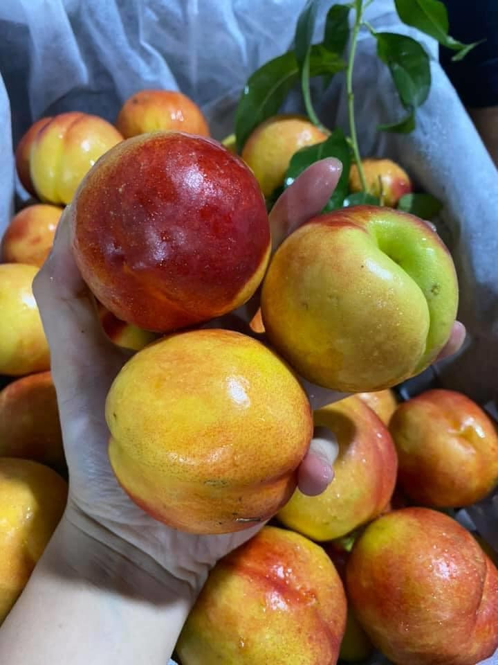 Một số tiểu thương chuyên bán hoa quả cũng tiết lộ, đào Sa Pa bây giờ rất hiếm. Sản lượng ít nên không có để bán tràn lan như đào Trung Quốc. Ảnh: Facebook