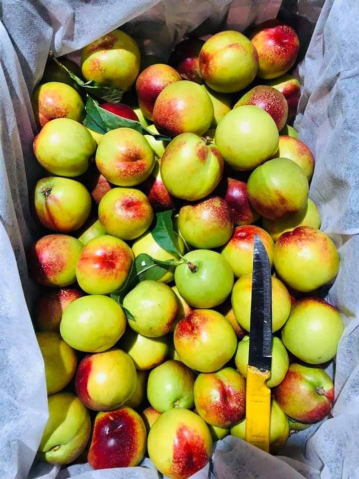 Với giá khá rẻ, loại đào này đặc biệt hút khách. Nhiều người không chỉ mua về ăn mà còn mua về làm trà đào. Ảnh: Facebook.