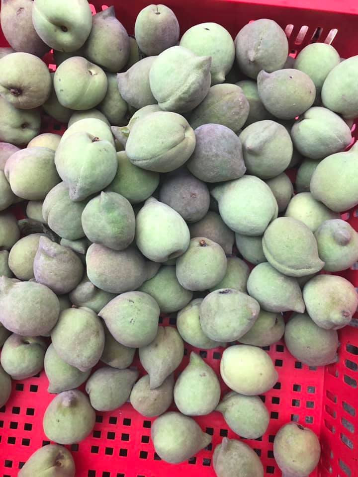 Chị Duyên (một người bán hoa quả tại Thanh Trì, Hà Nội) cho biết, hơn một tuần nay, ngày nào chị cũng bán được khoảng 40kg đào các loại. Ảnh: Facebook.