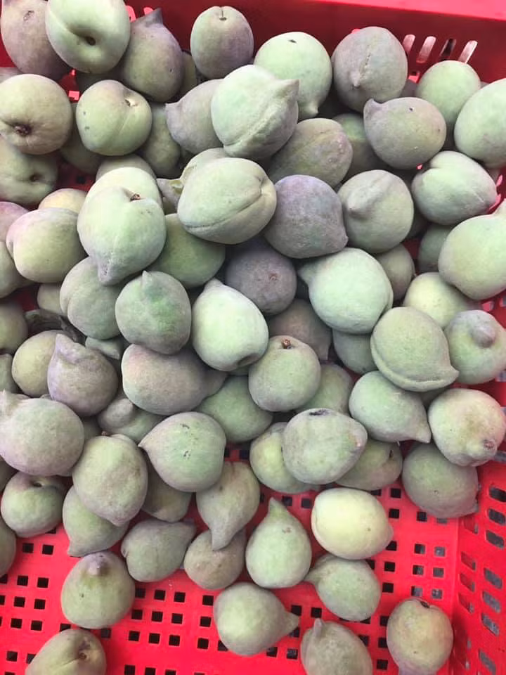 Chị Duyên (một người bán hoa quả tại Thanh Trì, Hà Nội) cho biết, hơn một tuần nay, ngày nào chị cũng bán được khoảng 40kg đào các loại. Ảnh: Facebook.