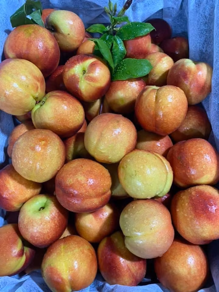 Thêm nữa, đào Trung Quốc đang vào mùa nên giá rất rẻ, chỉ 5.000-6.000 đồng/kg nếu mua sỉ. Ảnh: Facebook.