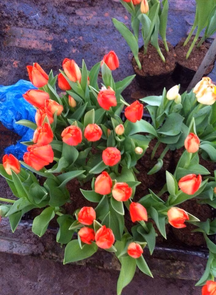 Đồng tiền, hoa cúc, thược dược, hoa cẩm chướng, phăng, tulip…là những loại hoa tươi lâu được ưa chuộng trong dịp Tết Nguyên đán.