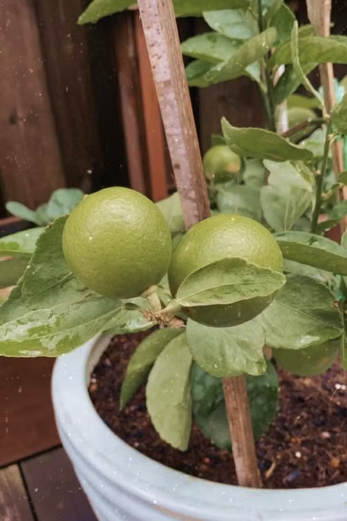 Dù trồng trong chậu, cây chanh trong vườn vẫn phát triển tốt. Ảnh: Ngoisao.