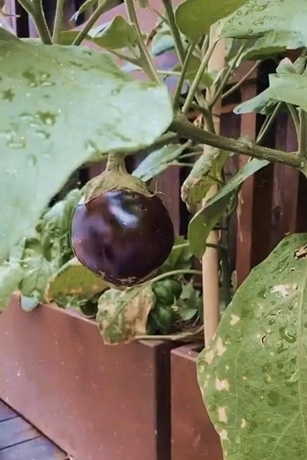 Cà tím được người đẹp trồng trong thùng gỗ. Ảnh: Khám phá.