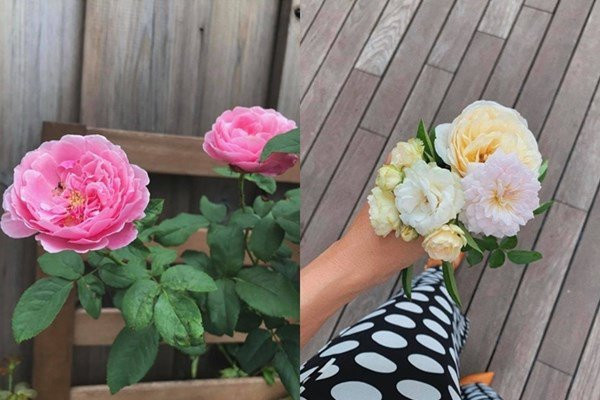 Ngoài rau và cây ăn quả, "ngọc nữ" màn ảnh Việt còn trồng các loại hoa hồng ngoại nhập. Ảnh: FBNV.