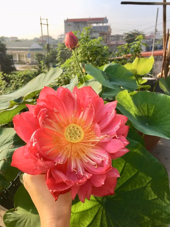 Do có sở thích ngắm sen, chị Phạm Thúy An (Phù Cư, Hưng Yên) quyết định tự trồng sen trên sân thượng nhà mình. Ảnh: Thời đại.