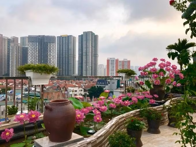 Chị Thúy cũng nuôi thêm cá trong ao sen để tạo môi trường tương sinh, cá sinh sôi tốt hơn, sen từ đó sẽ khỏe đẹp hơn. Ảnh: Vietnammoi.