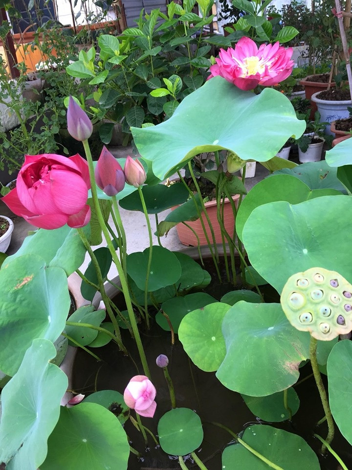 Sen thân cao tầm 60-80cm, sai hoa và cánh dày, có bông có đường kính lên đến 22cm. Ảnh: Thời đại.