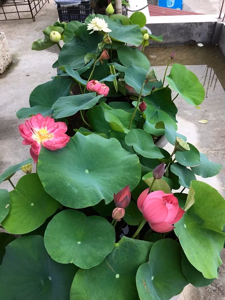 Giống sen chị An trồng trên sân thượng thuộc giống sen Thái, là sen cảnh. Ảnh: Thời đại.