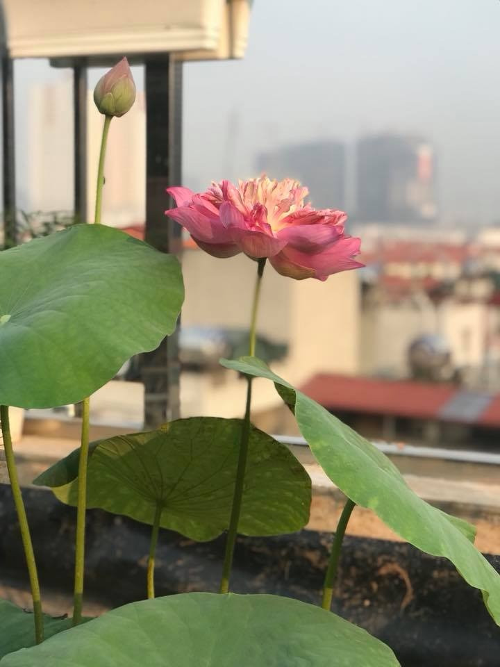 Những bông sen rực rỡ, tỏa ngát hương chẳng khác một đầm sen Hồ Tây. Ảnh: Vietnammoi.