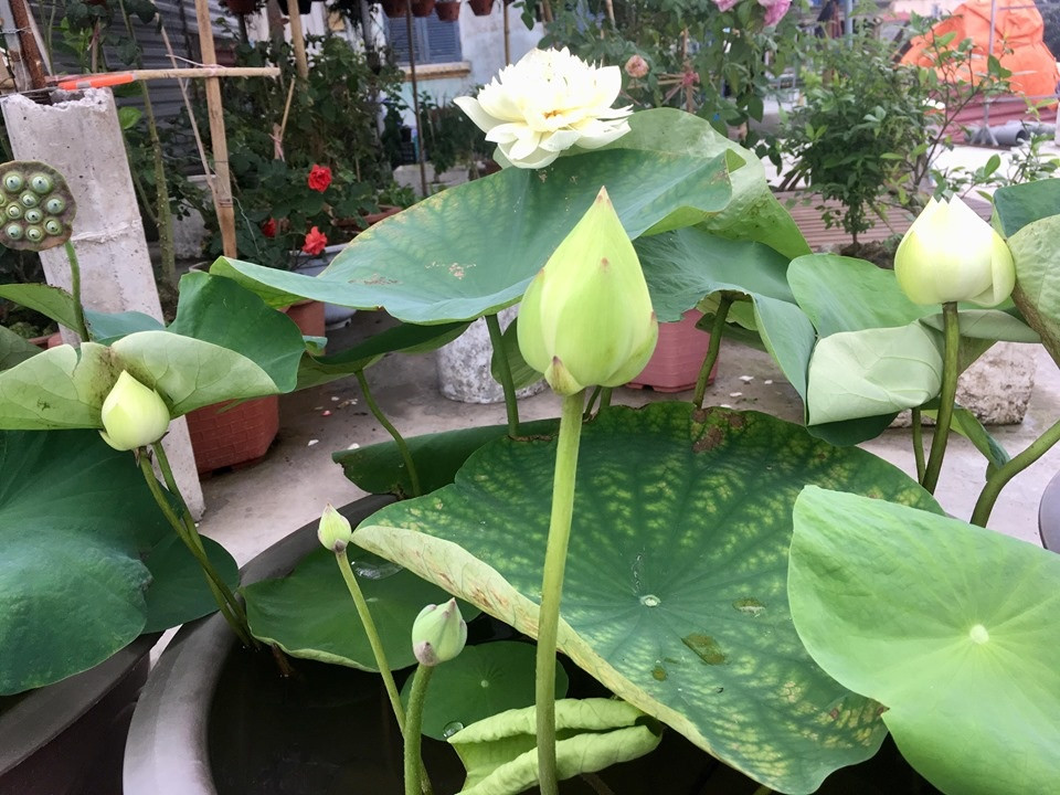 Khi mới bắt đầu trồng, chị An chỉ trồng 3 chậu sen trên sân thượng, mỗi chậu có đường kính khoảng 70cm. Mỗi chậu ra khoảng 7-8 nụ một đợt. Ảnh: Thời đại.
