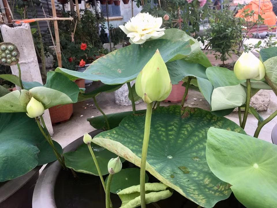 Khi mới bắt đầu trồng, chị An chỉ trồng 3 chậu sen trên sân thượng, mỗi chậu có đường kính khoảng 70cm. Mỗi chậu ra khoảng 7-8 nụ một đợt. Ảnh: Thời đại.