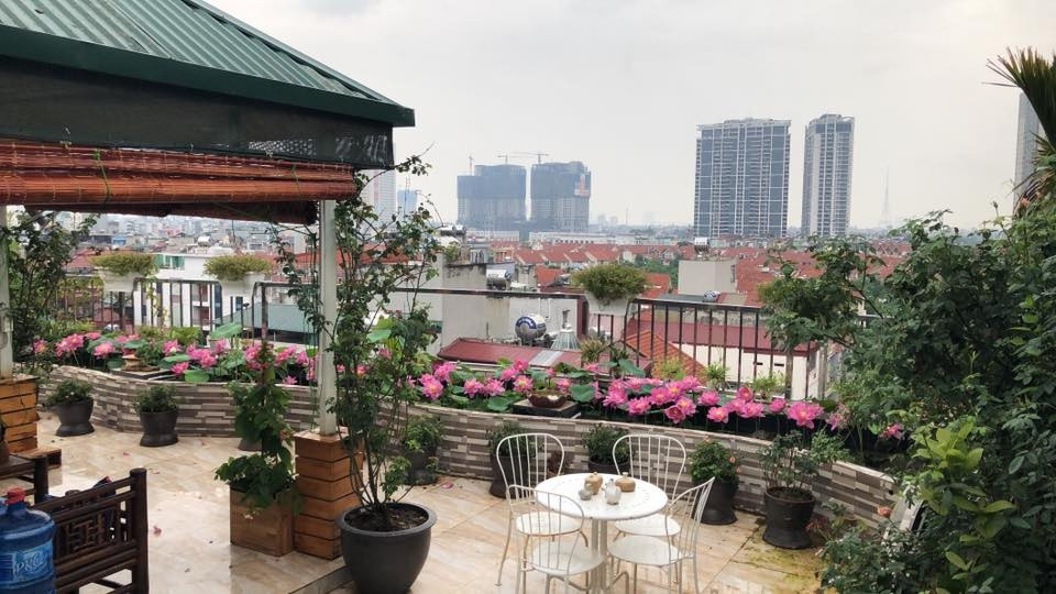 Hồ sen của chị Thúy nở đều từ tháng 5 đến tháng 10, mỗi đợt rộ được khoảng 20 bông. Ảnh: Vietnammoi.