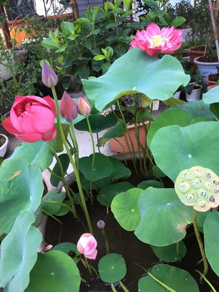 Sen thân cao tầm 60-80cm, sai hoa và cánh dày, có bông có đường kính lên đến 22cm. Ảnh: Thời đại.