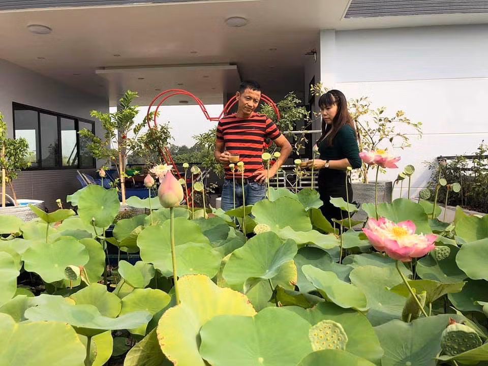 Hồ sen của anh Huynh rộng 20m2, được làm từ các nguyên liệu đơn giản và rẻ tiền. Mỗi tuần một lần, anh Huynh bơm nước một lần, thi thoảng lại tỉa lá. Ảnh: Trangtraiviet.