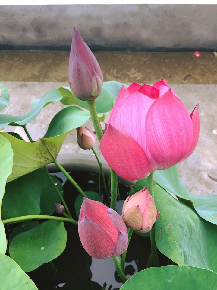 Chị An cho biết từ lúc vùi củ đến lúc đóa sen nở đẹp là khoảng 45 ngày, nếu chậm thì khoảng 2 tháng. Ảnh: Thời đại.