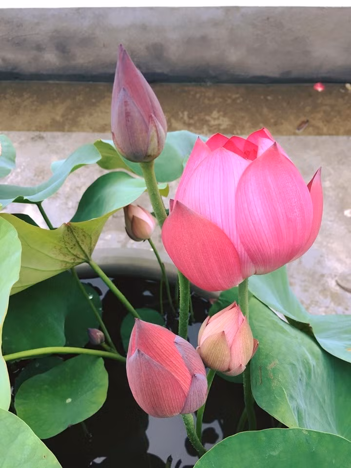 Chị An cho biết từ lúc vùi củ đến lúc đóa sen nở đẹp là khoảng 45 ngày, nếu chậm thì khoảng 2 tháng. Ảnh: Thời đại.