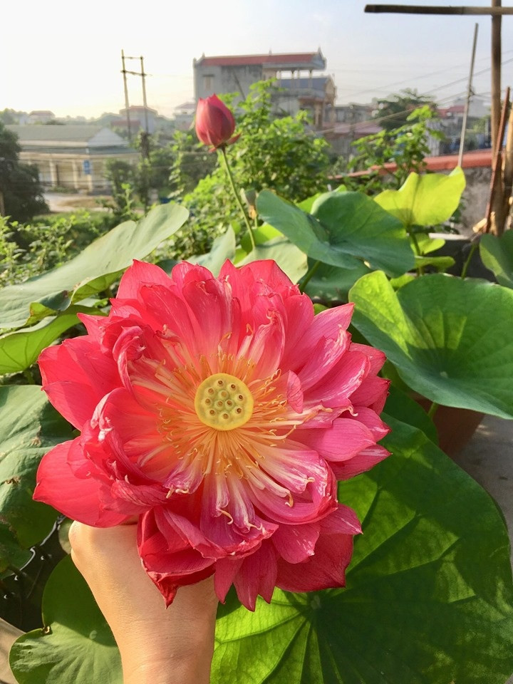 Do có sở thích ngắm sen, chị Phạm Thúy An (Phù Cư, Hưng Yên) quyết định tự trồng sen trên sân thượng nhà mình. Ảnh: Thời đại.