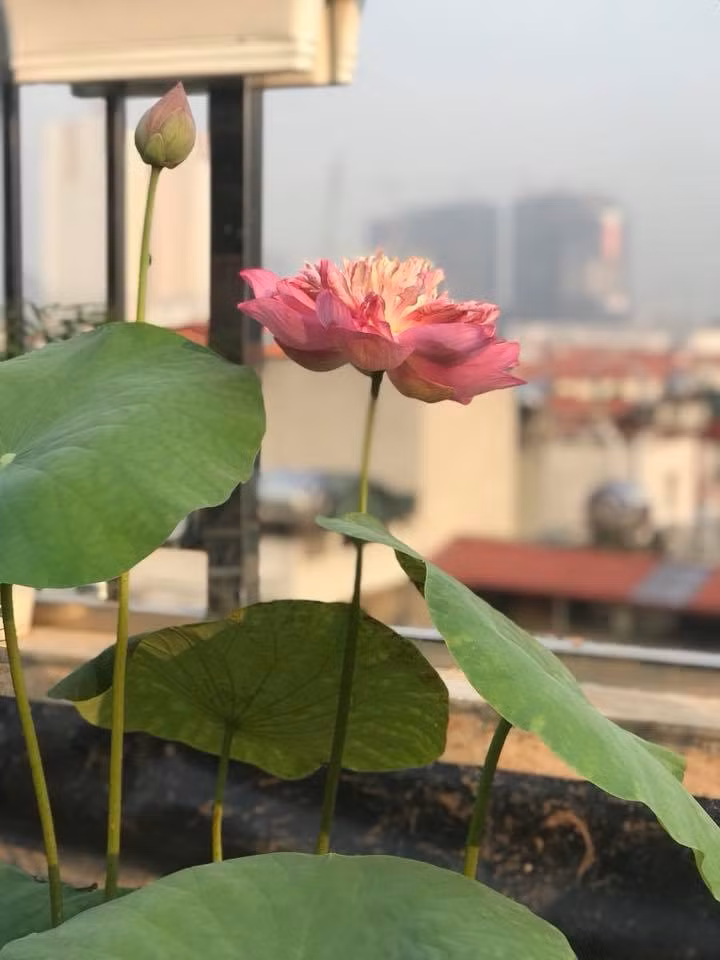 Những bông sen rực rỡ, tỏa ngát hương chẳng khác một đầm sen Hồ Tây. Ảnh: Vietnammoi.