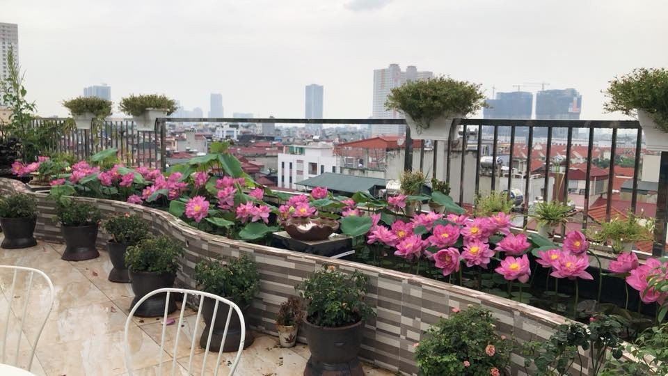 Vốn có niềm yêu thích với các loại hoa nên chị Thúy dành nhiều thời gian trông đủ loại hoa trên sân thượng như hoa hồng, tử đằng, hoa nhài...Đặc biệt, chị Thúy tự thiết kế bể trồng hoa sen ngay trên sân thượng. Ảnh: Vietnammoi.