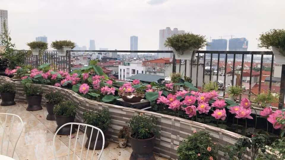 Vốn có niềm yêu thích với các loại hoa nên chị Thúy dành nhiều thời gian trông đủ loại hoa trên sân thượng như hoa hồng, tử đằng, hoa nhài...Đặc biệt, chị Thúy tự thiết kế bể trồng hoa sen ngay trên sân thượng. Ảnh: Vietnammoi.