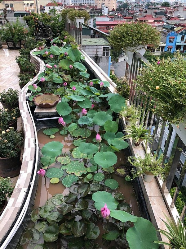 Để trồng sen, chị Thúy quét chống thấm cho bể, lát gạch bóng và phủ trực tiếp bạt nhựa HDPE (chuyên lót hồ nuôi cá) lên trên, rồi đổ đất thịt vào hồ và ngâm nước tạo bùn một thời gian. Ảnh: Vietnammoi.