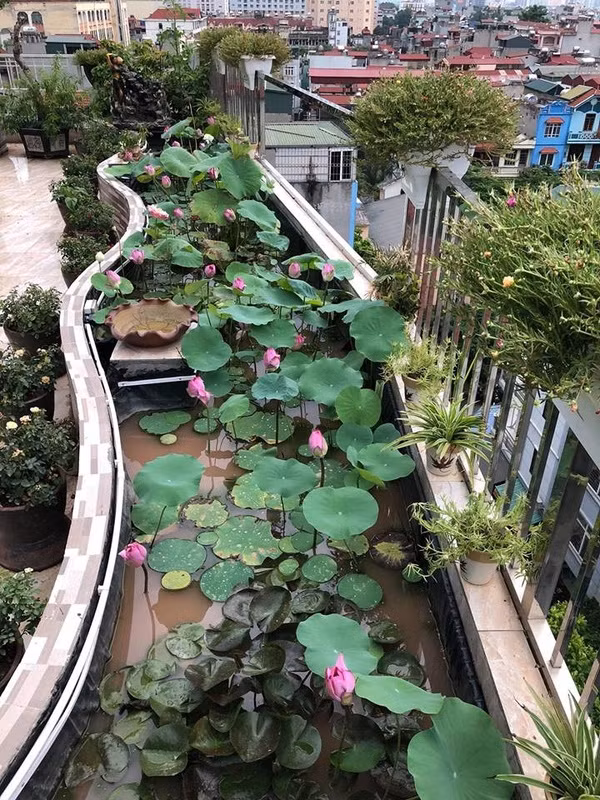 Để trồng sen, chị Thúy quét chống thấm cho bể, lát gạch bóng và phủ trực tiếp bạt nhựa HDPE (chuyên lót hồ nuôi cá) lên trên, rồi đổ đất thịt vào hồ và ngâm nước tạo bùn một thời gian. Ảnh: Vietnammoi.