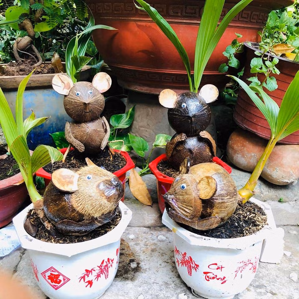 Bên cạnh đó, trên thị trường còn xuất hiện loạt bonsai dừa hình chuột vô cùng mới lạ. Ảnh: Facebook.
