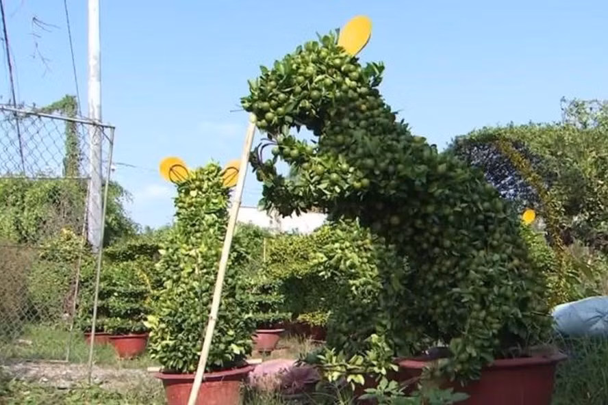 Không chỉ có vậy, quất bonsai hình chuột cũng xuất hiện trên thị trường cây cảnh Tết năm nay với giá khoảng 5 triệu đồng. Ảnh: CNN.