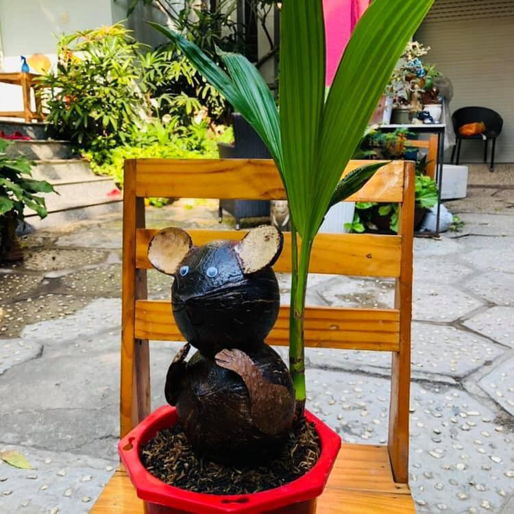 Để tạo được bonsai dừa hình chuột, chủ vườn phải gom những quả dừa khô có hình dáng độc đáo về lột vỏ, cạo sạch rồi ươm mầm, riêng với chuột nằm thì dừa khô được mài tạo đầu trước khi ươm. Ảnh: Lao động.