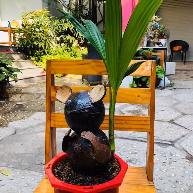 Để tạo được bonsai dừa hình chuột, chủ vườn phải gom những quả dừa khô có hình dáng độc đáo về lột vỏ, cạo sạch rồi ươm mầm, riêng với chuột nằm thì dừa khô được mài tạo đầu trước khi ươm. Ảnh: Lao động.