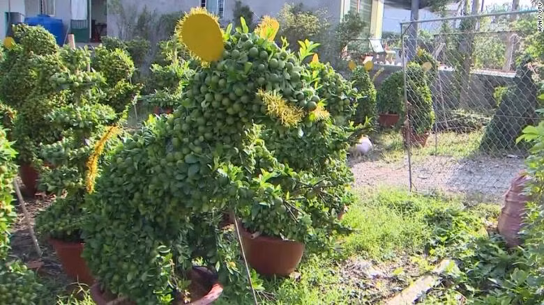 Phải mất khoảng một năm mới trồng được cây quất bonsai với tạo hình bắt mắt này. Ảnh: CNN.