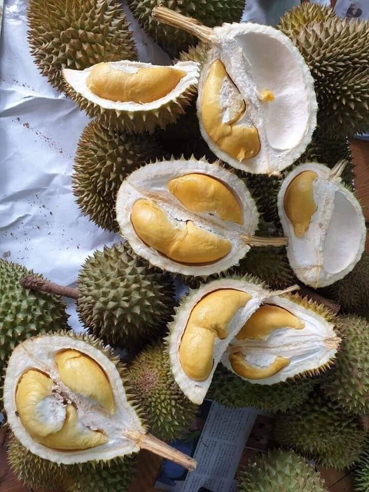 Theo quảng cáo của người bán, loại sầu riêng xuất xứ từ Thái Lan này có kích thước rất nhỏ. Mỗi trái chỉ nặng chừng 500g - 1kg.