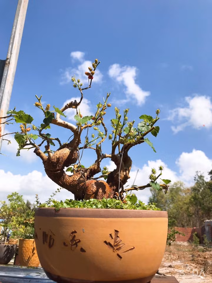 Điểm độc đáo nhất của gốc bonsai là thân to, nổi cục tạo cảm giác cổ kính.