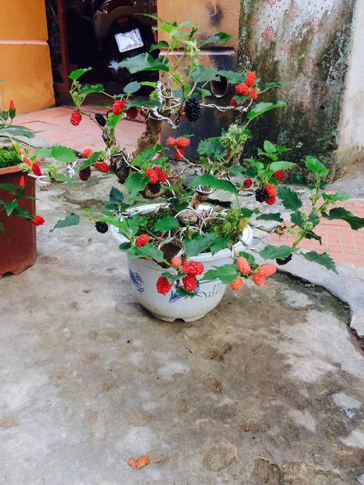 Dưới bàn tay của nghệ nhân, các chậu dâu tằm được cắt tỉa thành chậu bonsai vô cùng đặc sắc.