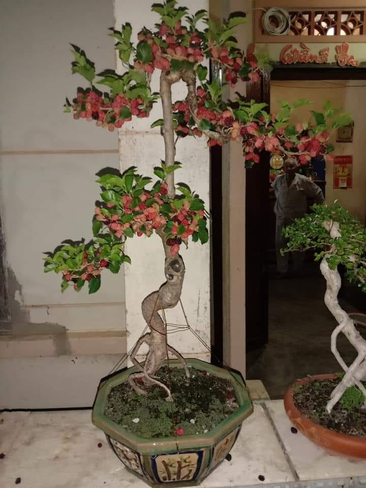 Bonsai dâu tằm dáng trực được nghệ thuật hoá để ẩn dụ thế hiên ngang, bất khuất.