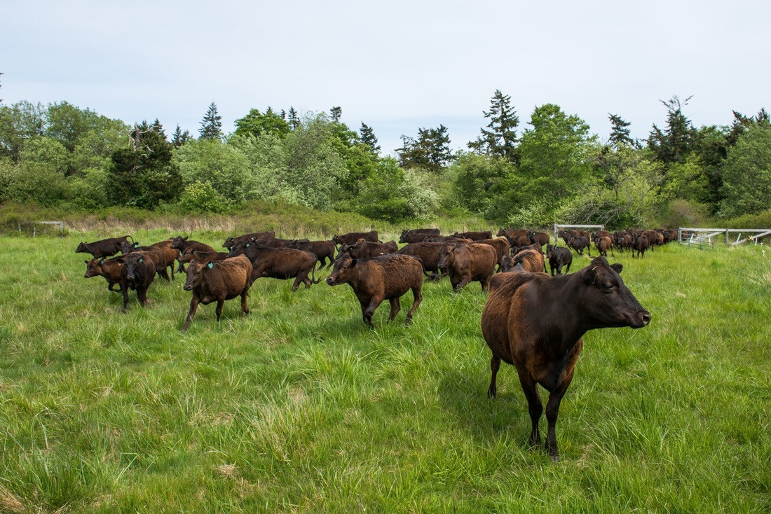 Theo đó, bò Kobe chỉ ăn thuần cỏ mà không có bất kì loại thức ăn nào khác trong suốt ba năm cuộc đời.
